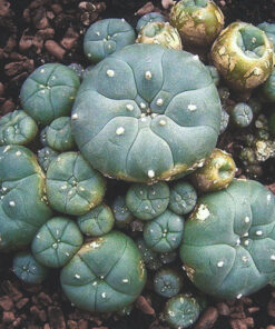 Buy Mescaline Peyote Online